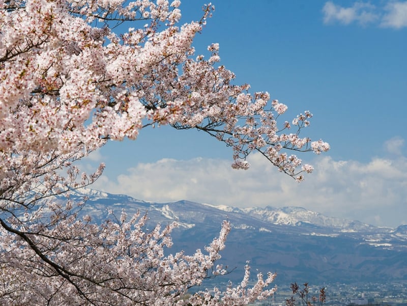 japan cherry blossom 2019 forecast