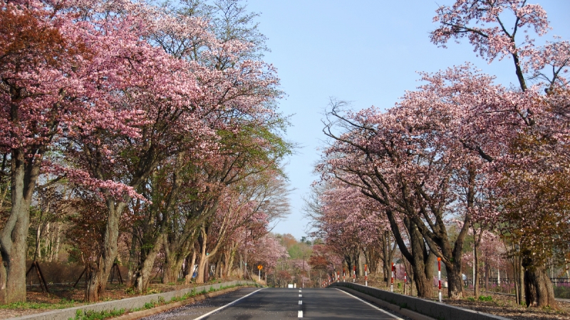 sakura season in hokkaido
