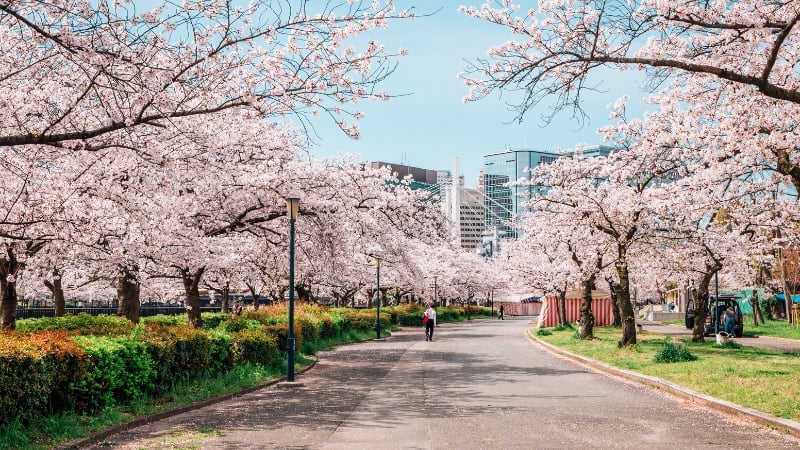 Kema Sakuranomiya Park