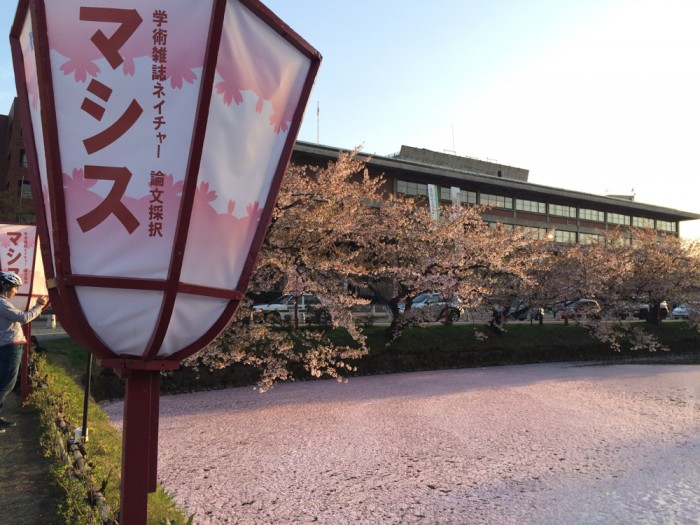 cherry blossom iwata aomori japan