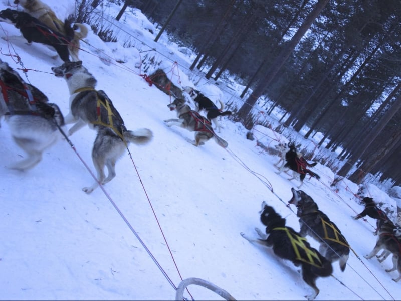 husky sledding in arctic circle