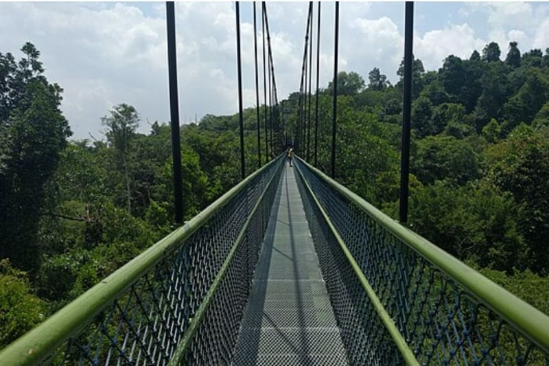 treetop walk