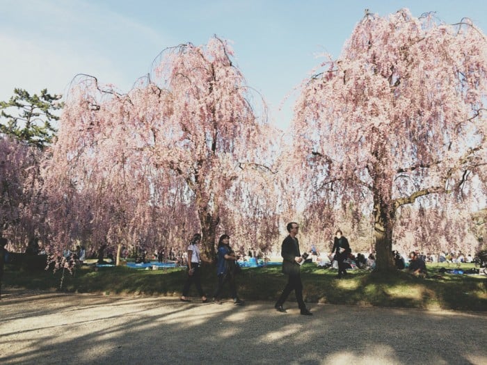 cherry blossom iwata aomori japan