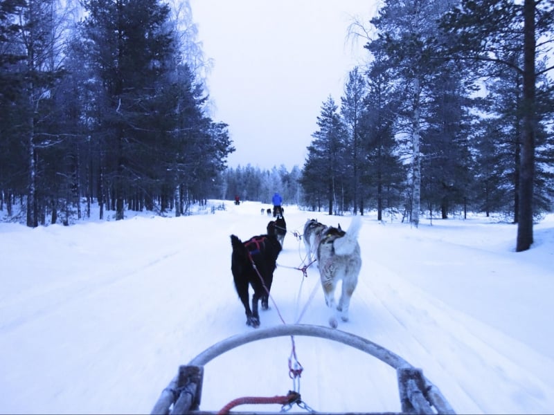 husky sledding in arctic circle