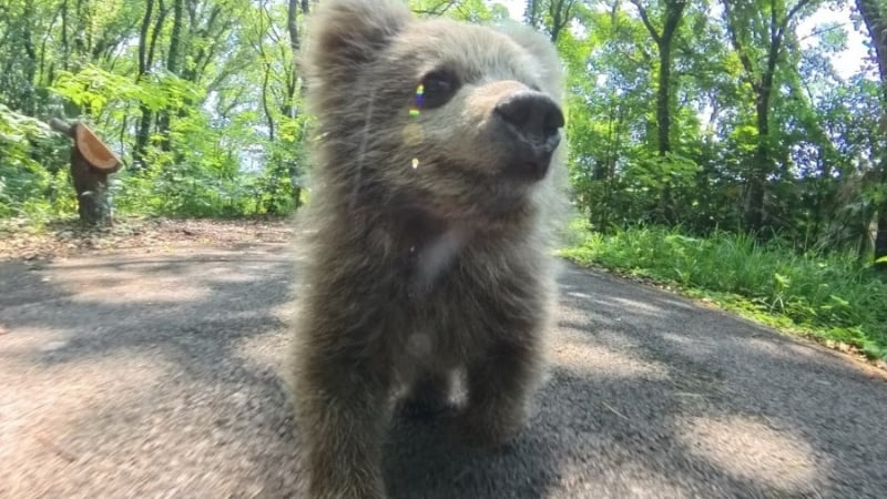 junjun the brown bear cub strolling around in shanghai zoo