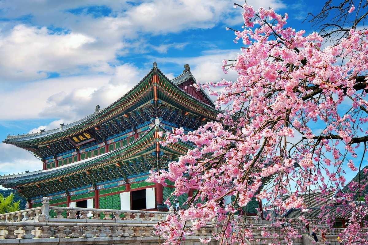 South Korea Cherry Blossoms 2026