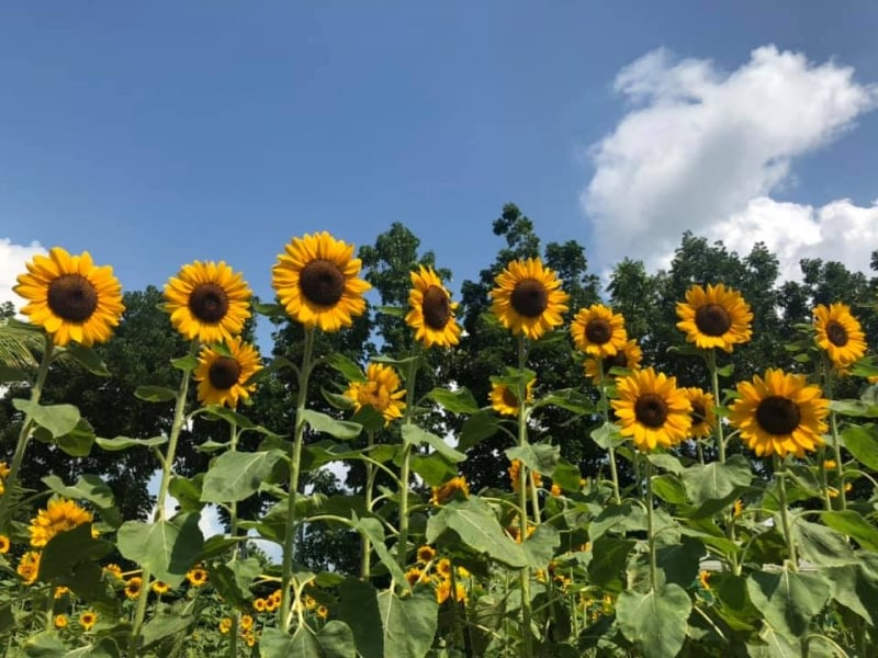 Sunflower Farm In The Philippines Best Flower Site