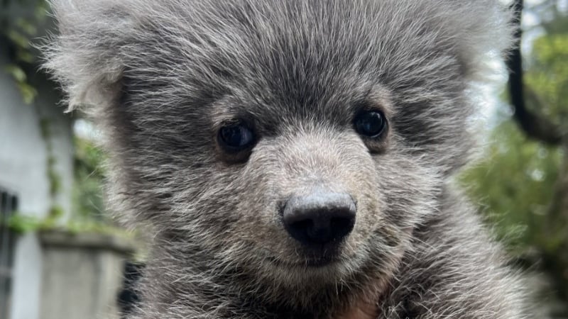 junjun the brown bear closeup