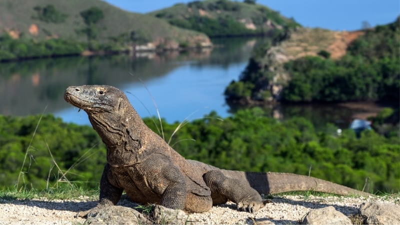 komodo dragon