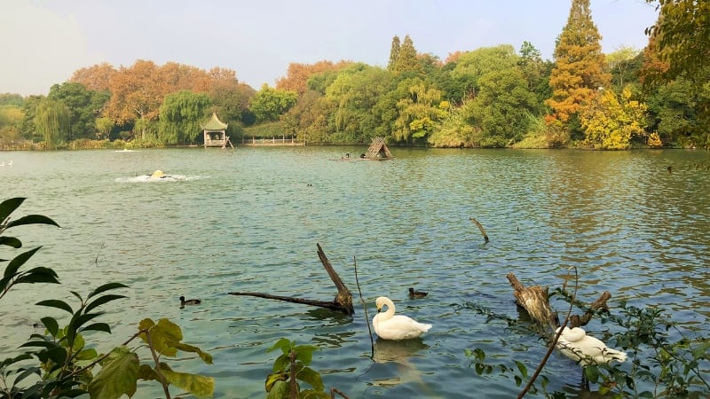 the swan lake in shanghai zoo