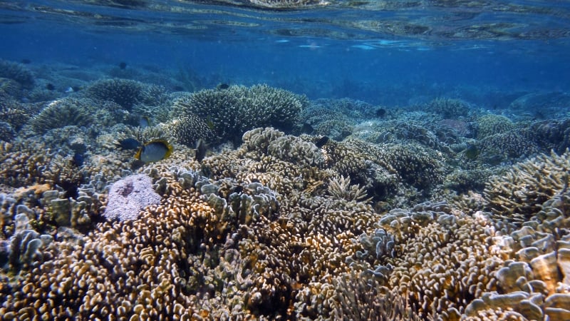 coral reefs off komodo island