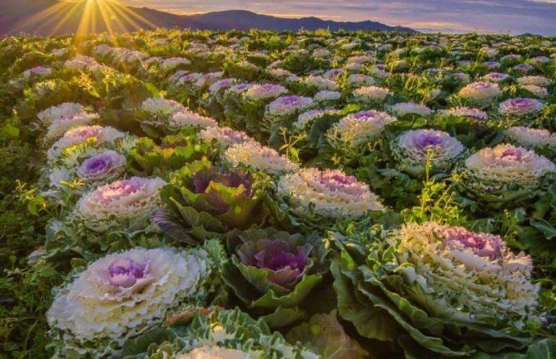 8 Flower Fields In The Philippines That Will Take Your Breath Away