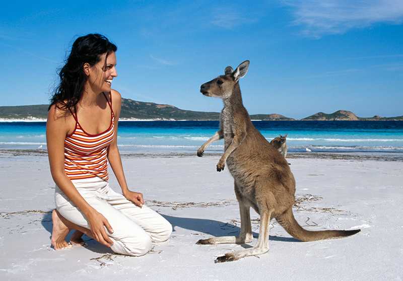 kangaroos at Lucky Bay