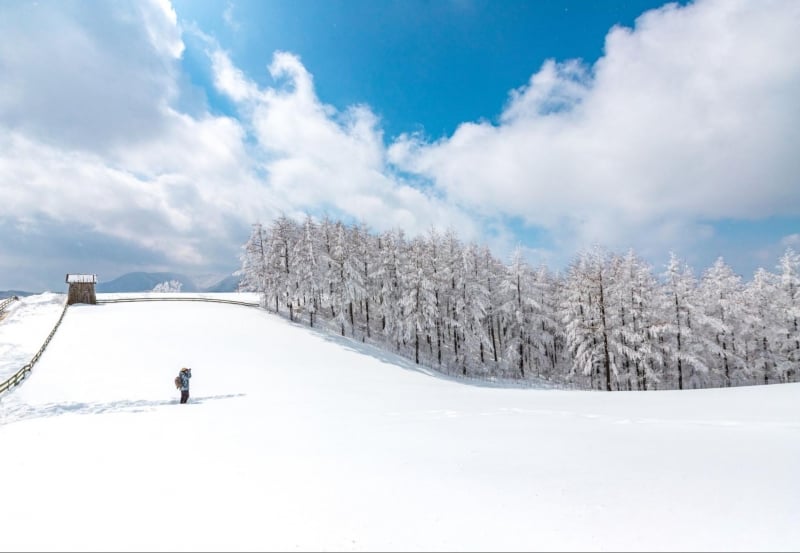 winter in korea skiing