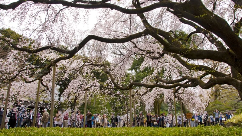 Rikugien Gardens