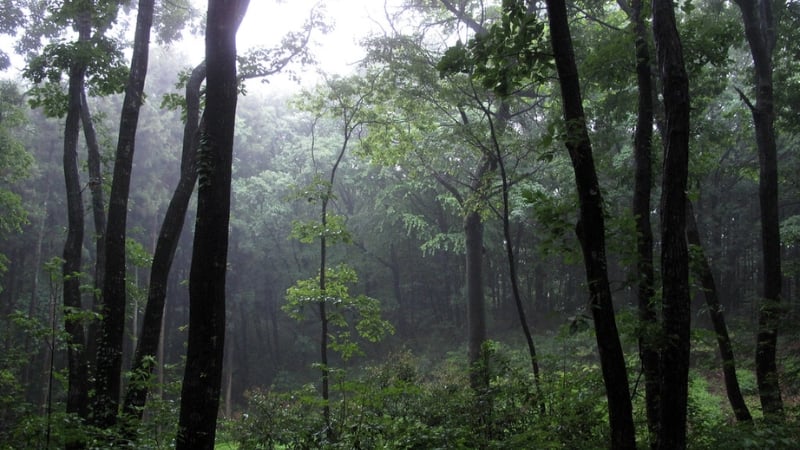 sayama hills my neighbour totoro