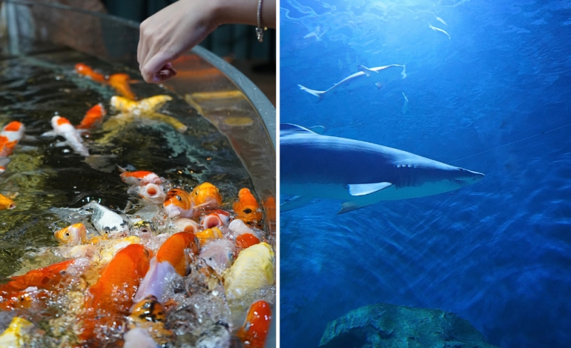 Daejeon EXPO Aquarium, things to do in Daejeon