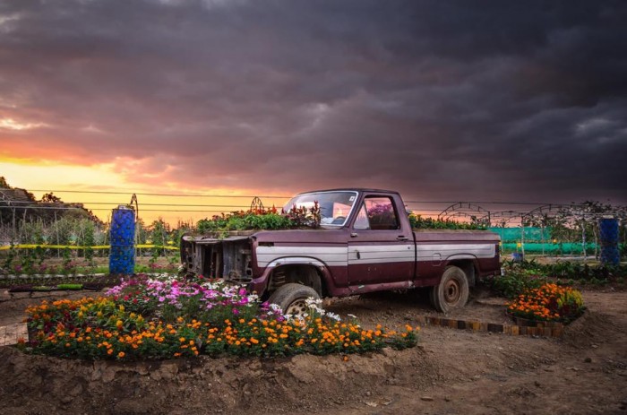 philippines sunflower maze