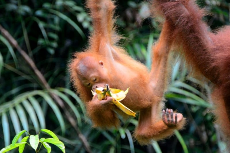 family-friendly sabah sarawak