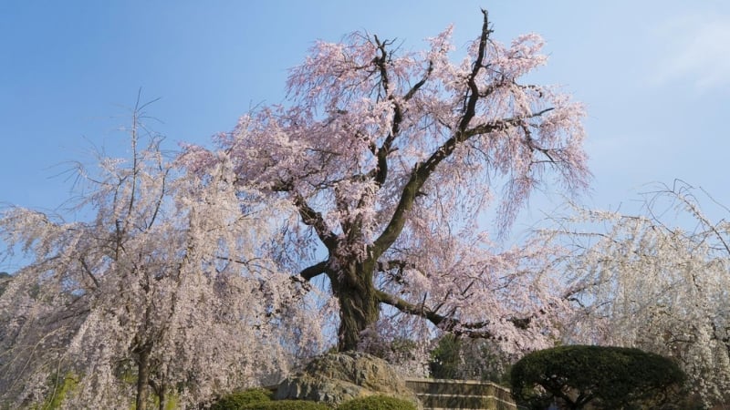 maruyama park