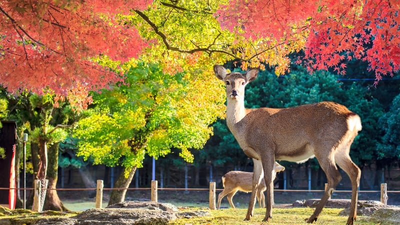 nara park princess kaguya