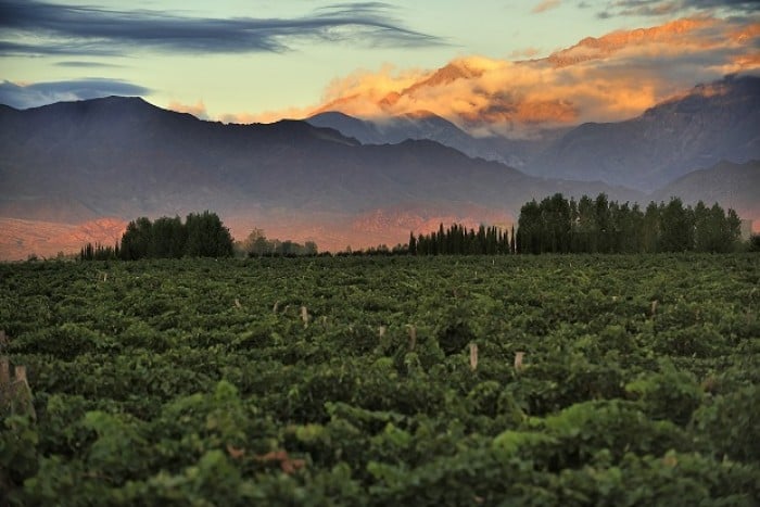 vineyards in Argentina