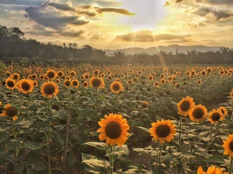 manaoag sunflower farm manaoag tourist spot in pangasinan