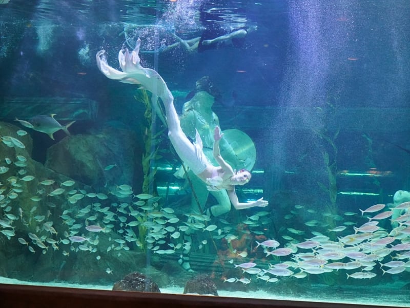 Daejeon Expo Aquarium, things to do in Daejeon