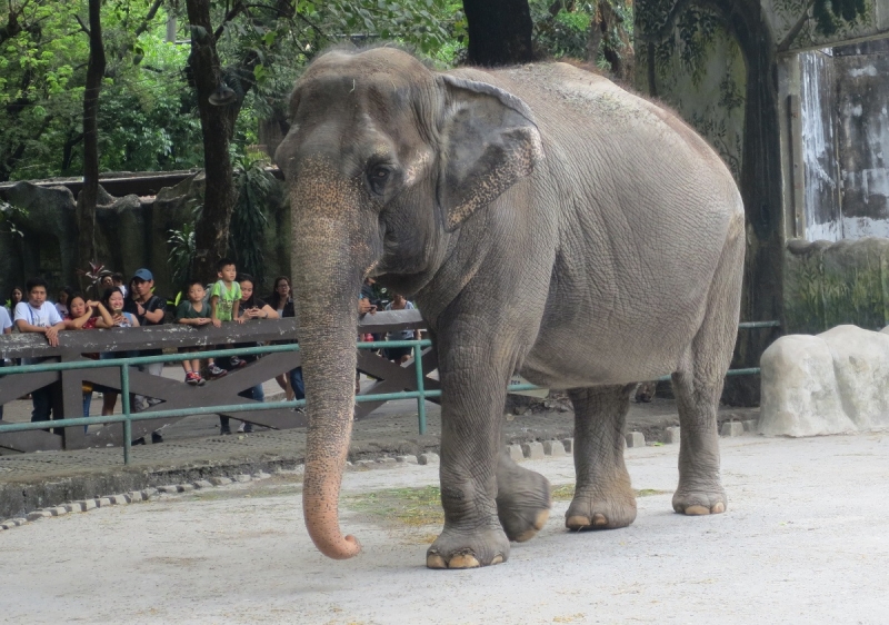 mali elephant