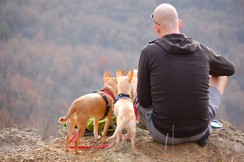 11 Things to Keep in Mind When Travelling with Your Pets