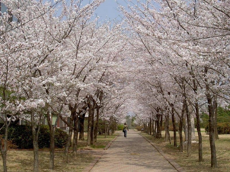 travellers love south korea