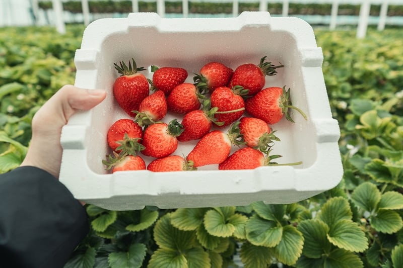 strawberries in korea