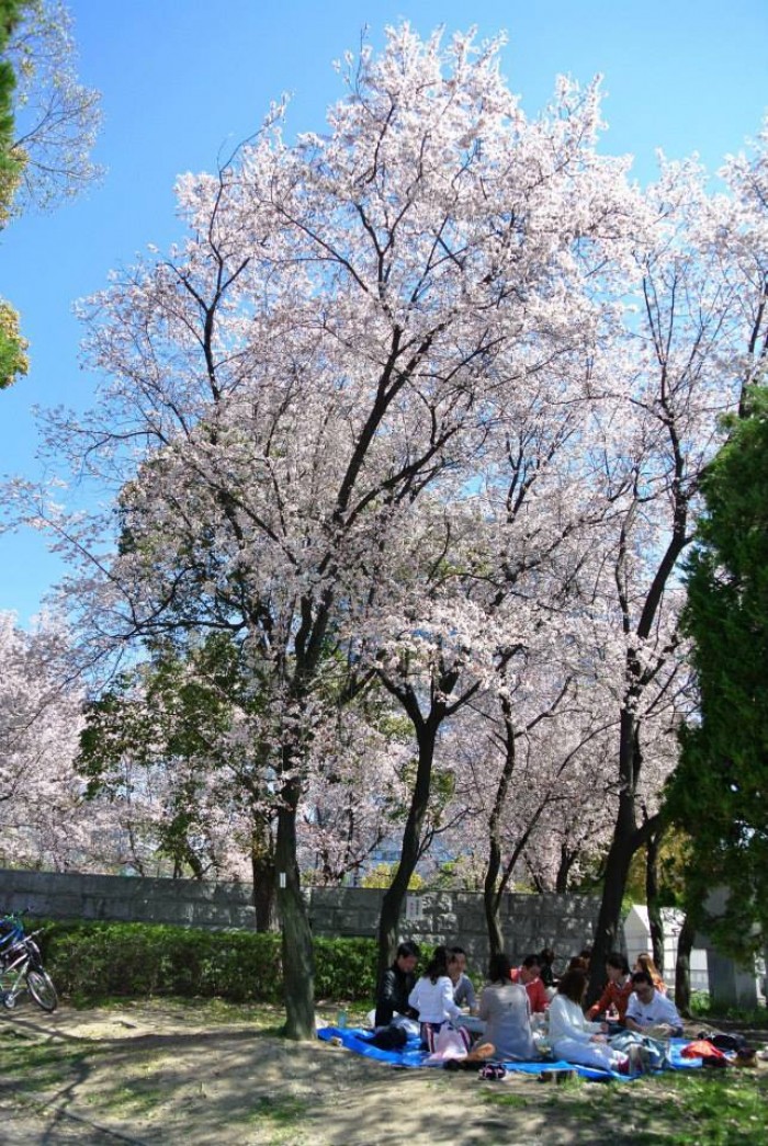 japan cherry blossom spots