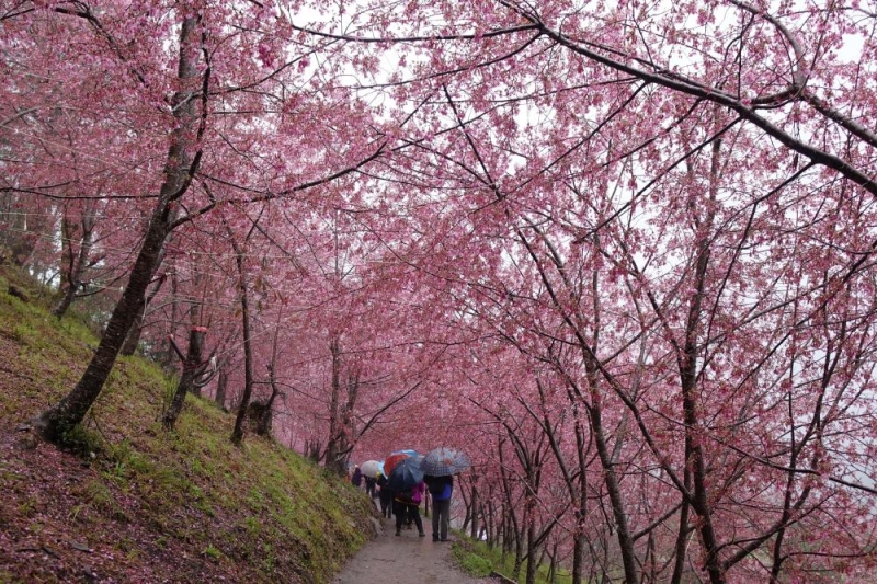 spring festivals in taiwan