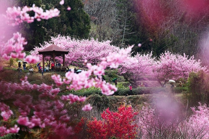 taiwan cherry blossoms