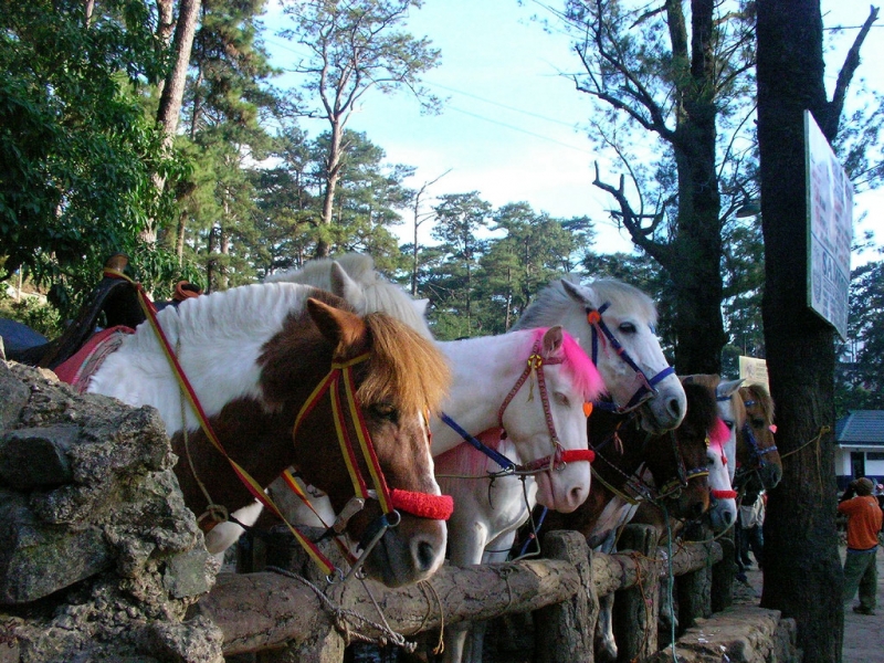 Horseback riding