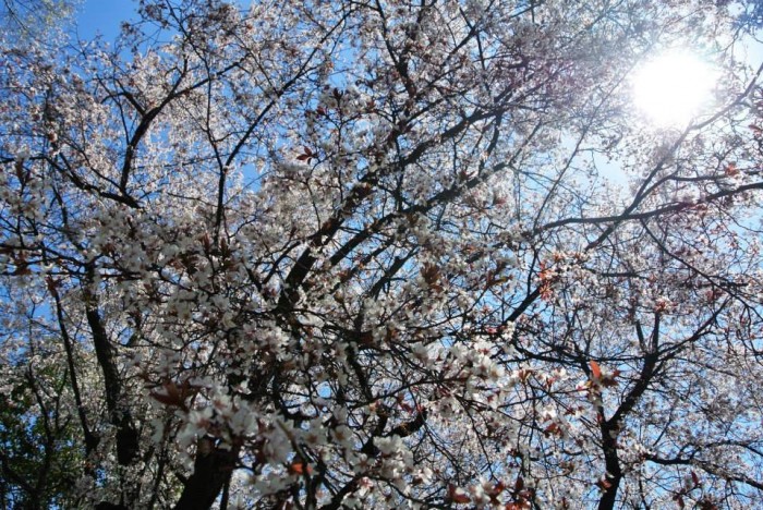 cherry blossoms