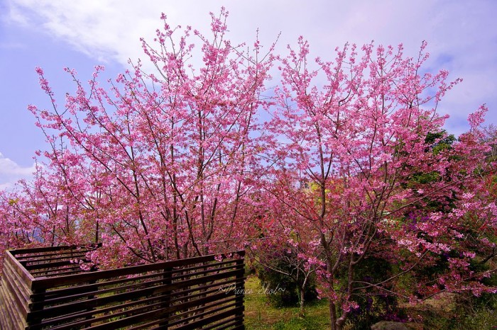 Ngắm hoa anh đào Alishan