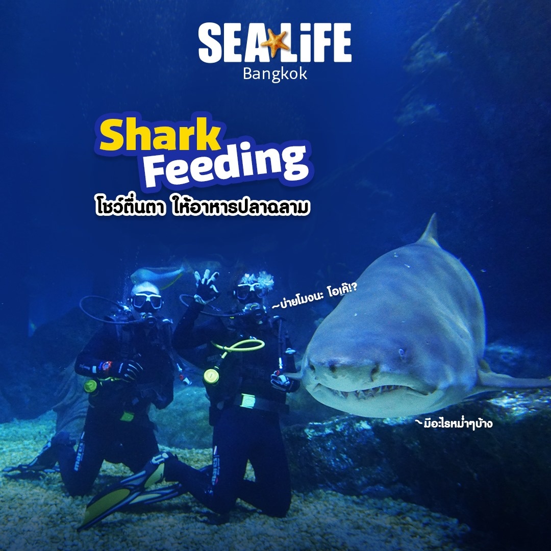 Swimming with Sharks at Sea Life Bangkok Ocean World