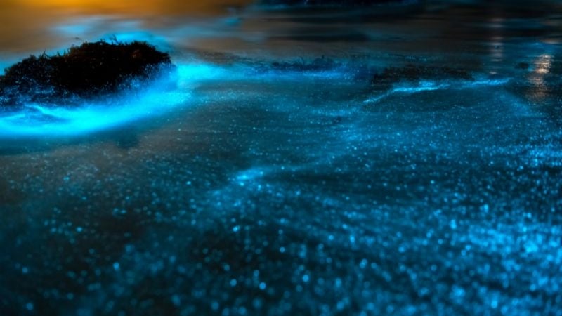 bioluminescent waves on a beach