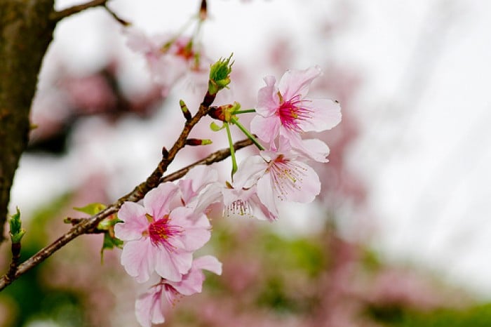 taiwan cherry blossoms