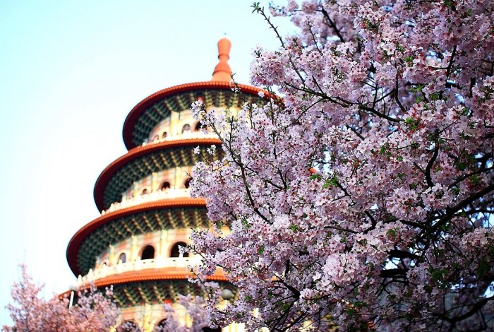 taiwan cherry blossoms