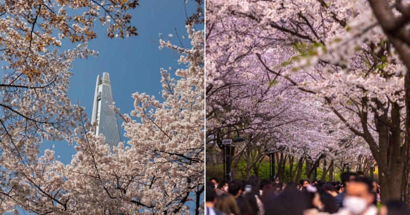 spring festivals in south korea