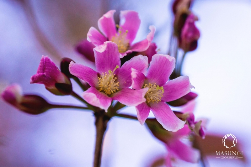 masungi georeserve cherry blossoms