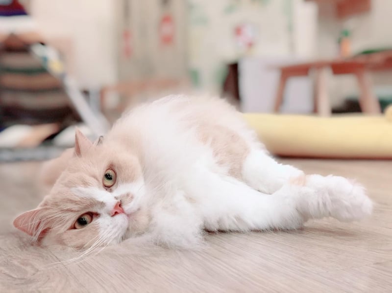 cat cafe singapore