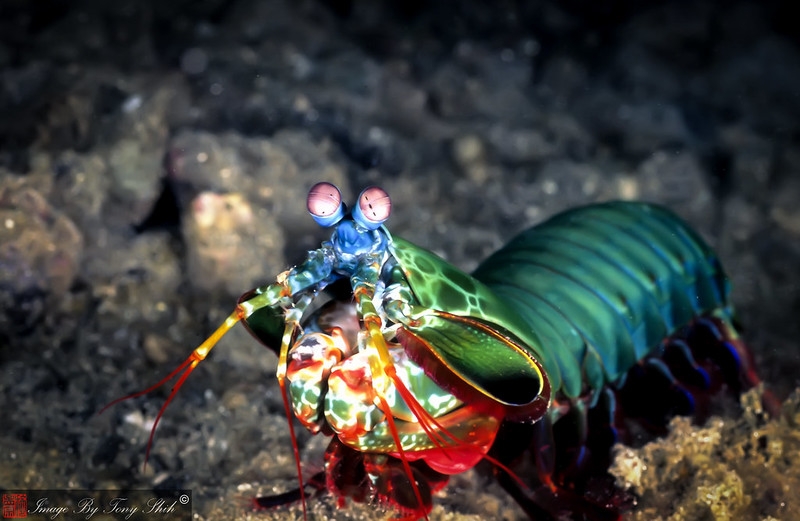 Most colourful animals: Peacock Mantis Shrimp