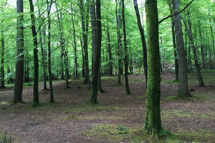 Tollymore Forest