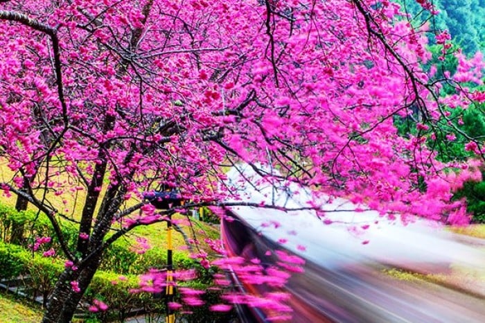 taiwan cherry blossoms