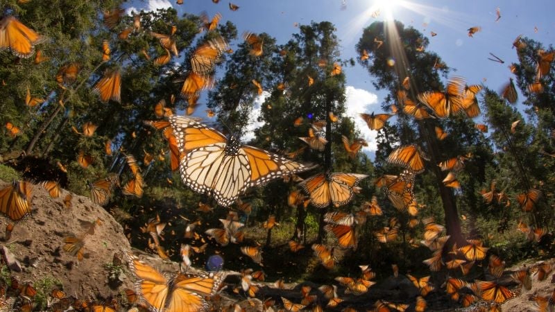 swarm of monarch butterflies migrating in Mexico