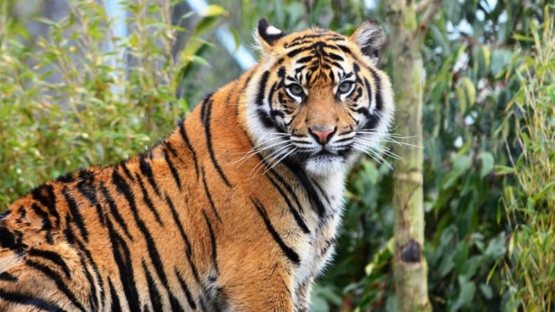 Sumatran tiger